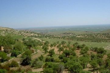 Olivenhaine auf der Hochebene mit weitem Ausblick